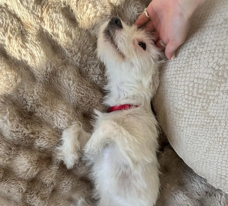 Cooper thumbnail 3