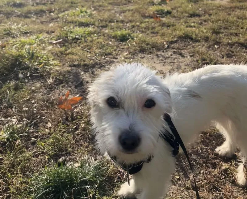 Cooper thumbnail 4