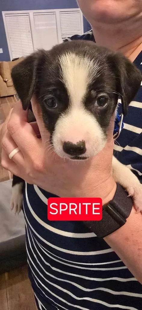A baby medium-sized female Mixed Breed dog named Sprite for adoption in Raleigh, NC