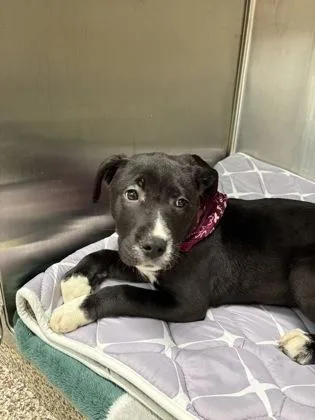 A baby small-sized female Pit Bull Terrier dog named Francine for adoption in Westland, MI