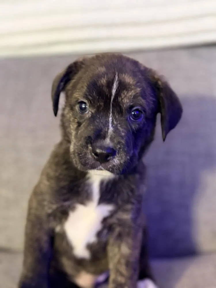 Brew Oreo thumbnail 2