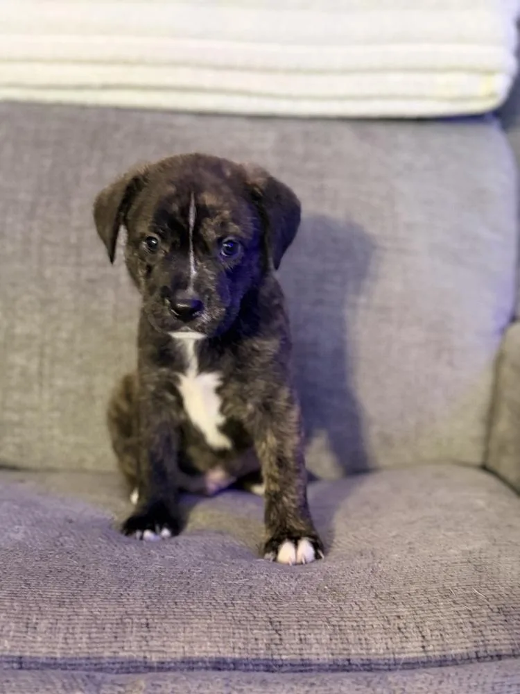 Brew Oreo thumbnail 3