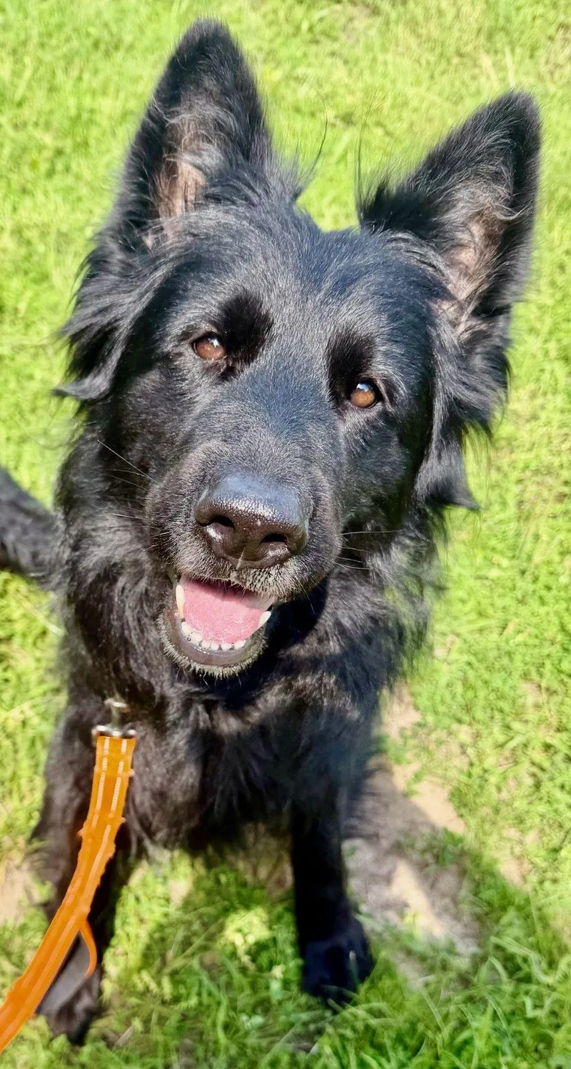 An adult large-sized female Black German Shepherd Dog dog named Ella for adoption in Parkville, MO