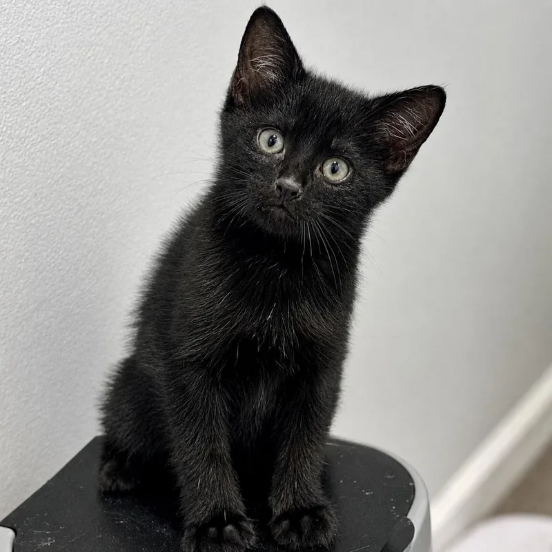 A baby medium-sized male Black Domestic Short Hair cat named Troy for adoption in Pontiac, MI