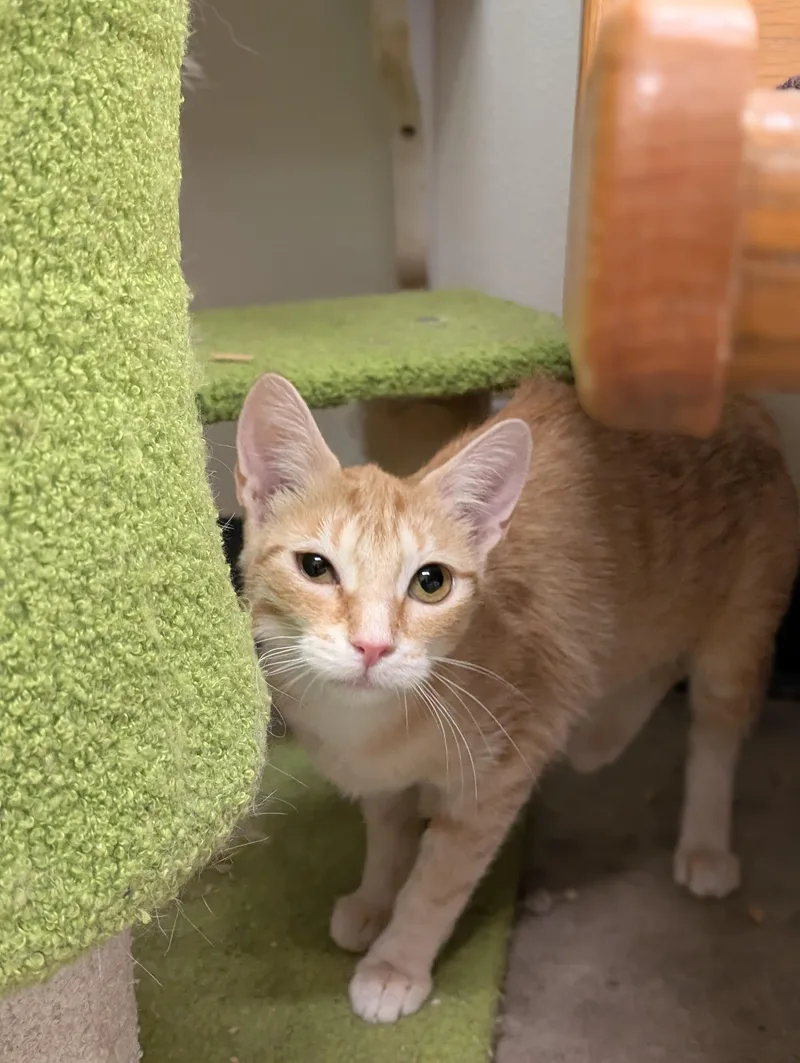 An adult medium-sized female Tabby (Orange / Red) Domestic Short Hair cat named Honey for adoption in Tilton, IL