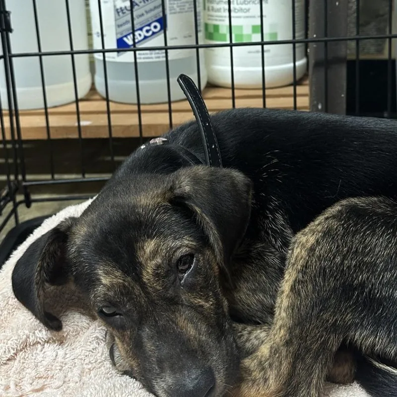 A baby small-sized female Black Mixed Breed dog named ALCOStray for adoption in Corinth, MS