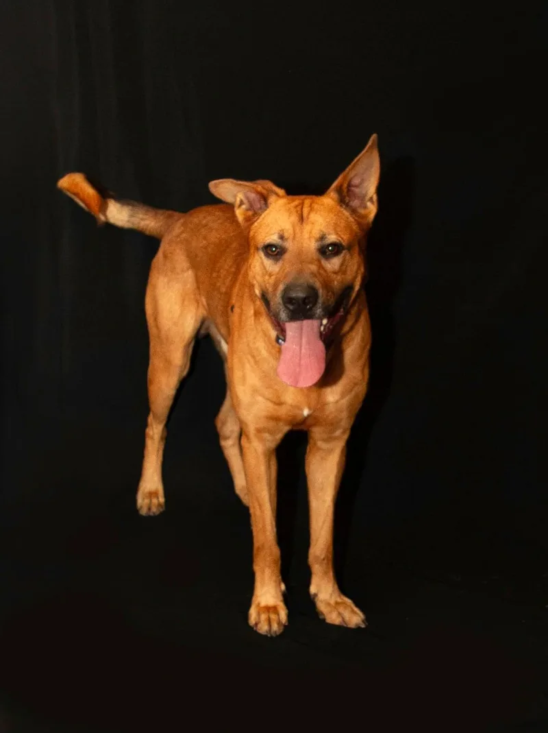 A young medium-sized male Mixed Breed dog named Shepley for adoption in Granite City, IL