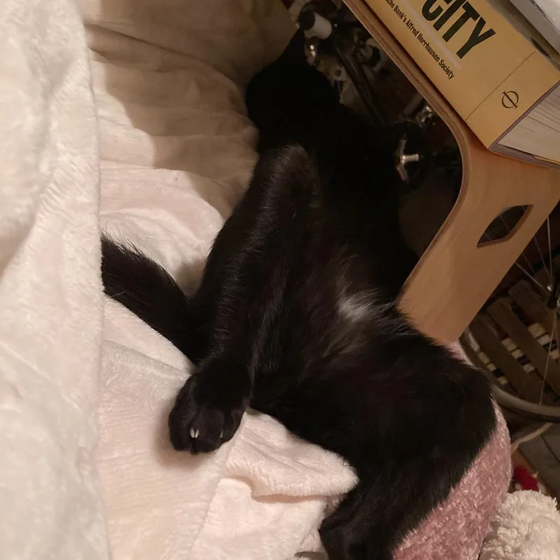 An adult small-sized female Black Domestic Short Hair cat named Paopao Kuwait for adoption in Merrifield, VA