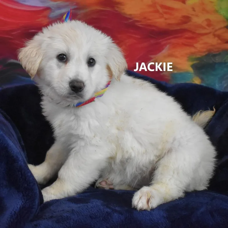 Jackie