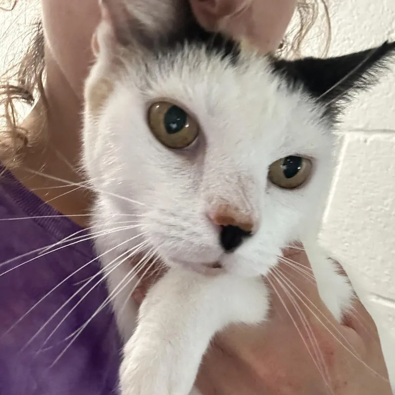 A senior medium-sized female Black Domestic Short Hair cat named Pretty for adoption in Newport, NC