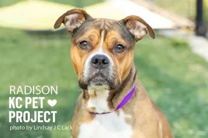An adult large-sized female Brown / Chocolate Pit Bull Terrier dog named Radison for adoption in Kansas City, MO