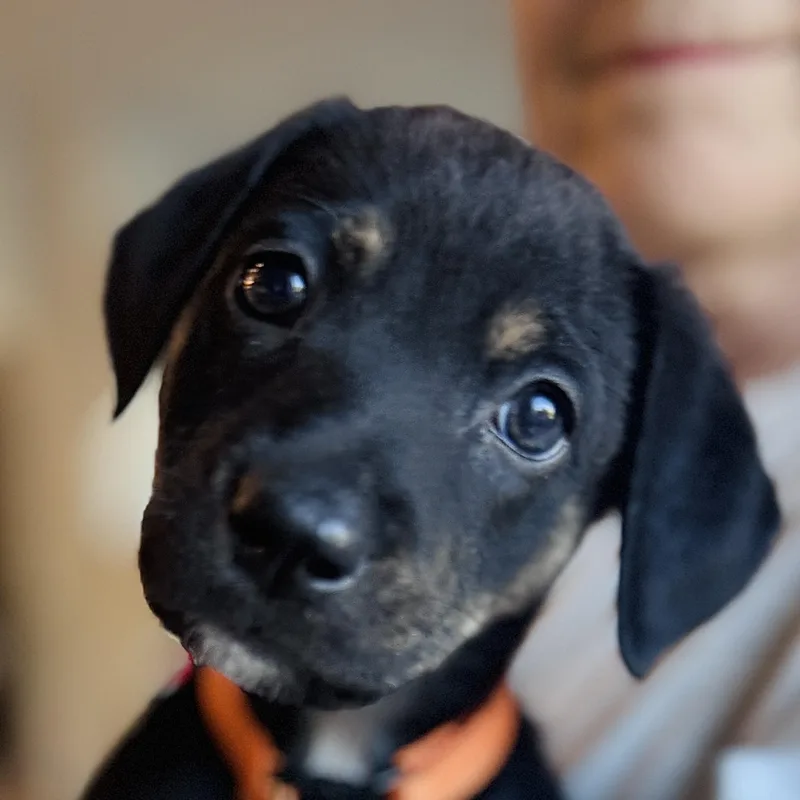 A baby medium-sized female Terrier dog named Licky for adoption in Palatine, IL