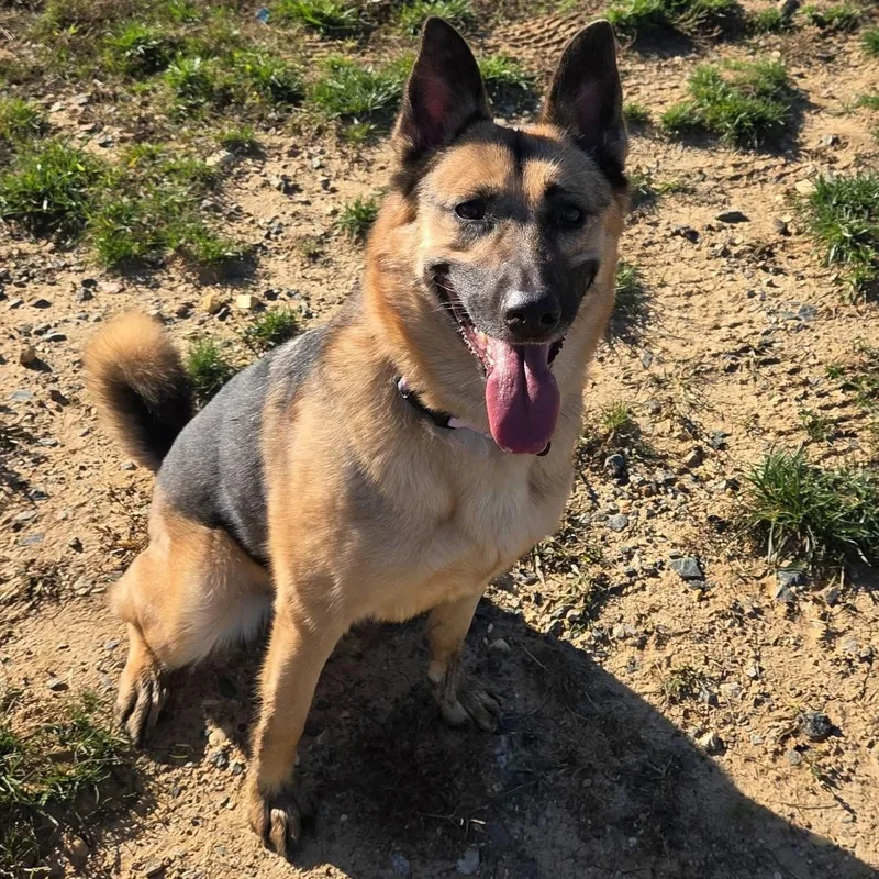 An adult medium-sized female German Shepherd Dog dog named Sage for adoption in Manassas, VA