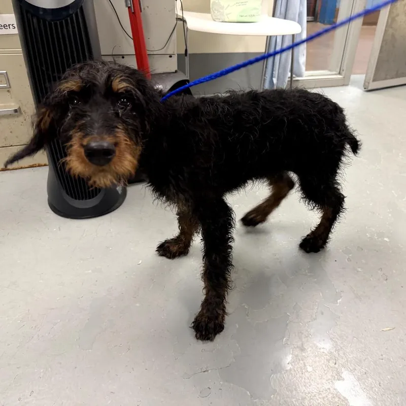 A baby small-sized male Black Airedale Terrier dog named Atom for adoption in Northbrook, IL