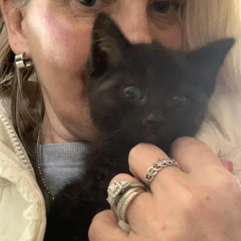 A baby medium-sized female Black Domestic Short Hair cat named Cherry Coke for adoption in Royal Oak, MI