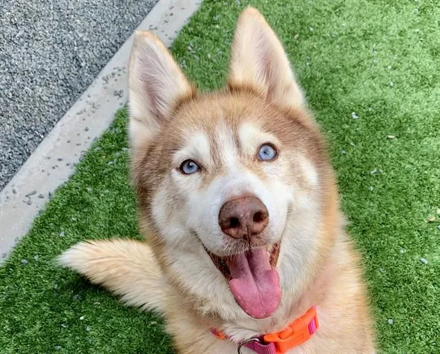 An adult medium-sized female Sable Siberian Husky dog named SAVE ME PLEASE Anya for adoption in San Marcos, CA
