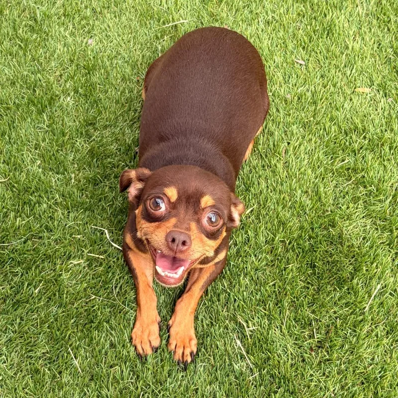 An adult small-sized female Chihuahua dog named Bambi for adoption in Laredo, TX