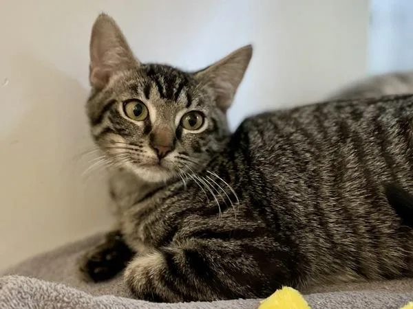A baby small-sized male Domestic Short Hair cat named Bentley for adoption in Austin, TX