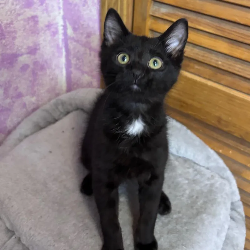 A baby small-sized male Black Domestic Short Hair cat named Billy for adoption in Grantsville, UT
