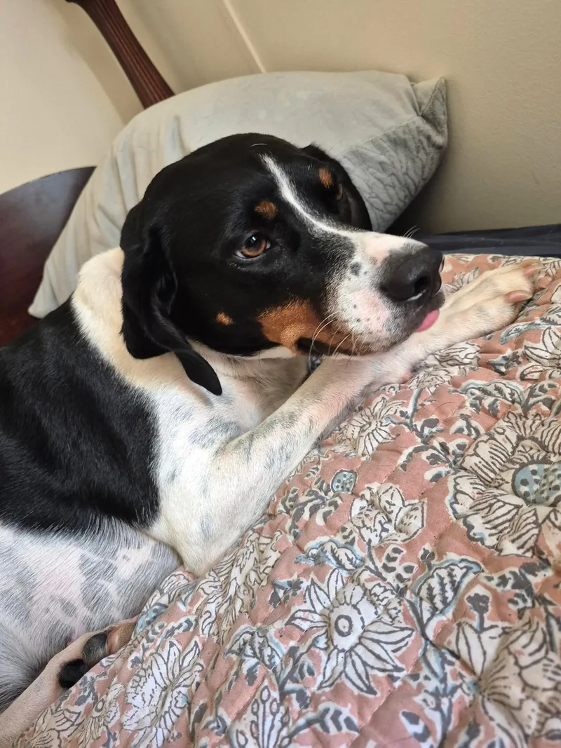 A young medium-sized female Tricolor (Brown, Black, & White) Pointer dog named Coco Rehoming Threatens to for adoption in Charlottesville, VA