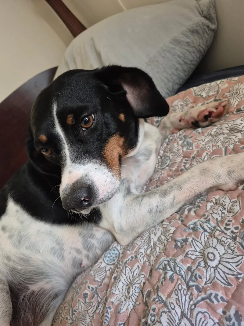 Coco Rehoming Threatens to thumbnail 2