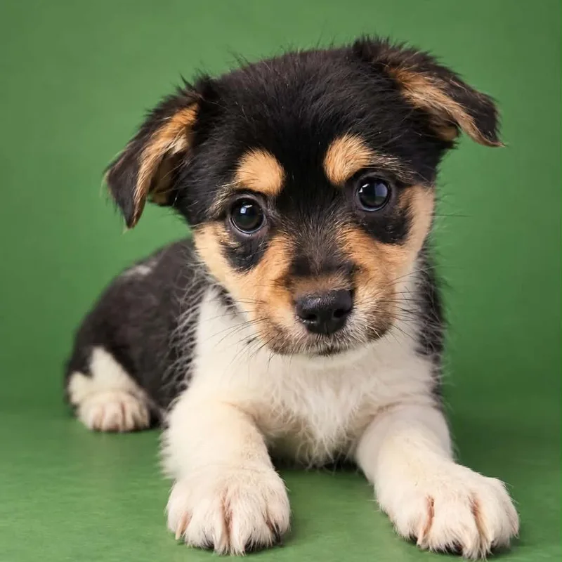 A baby small-sized male Black Chihuahua dog named Chocola for adoption in Newport, TN