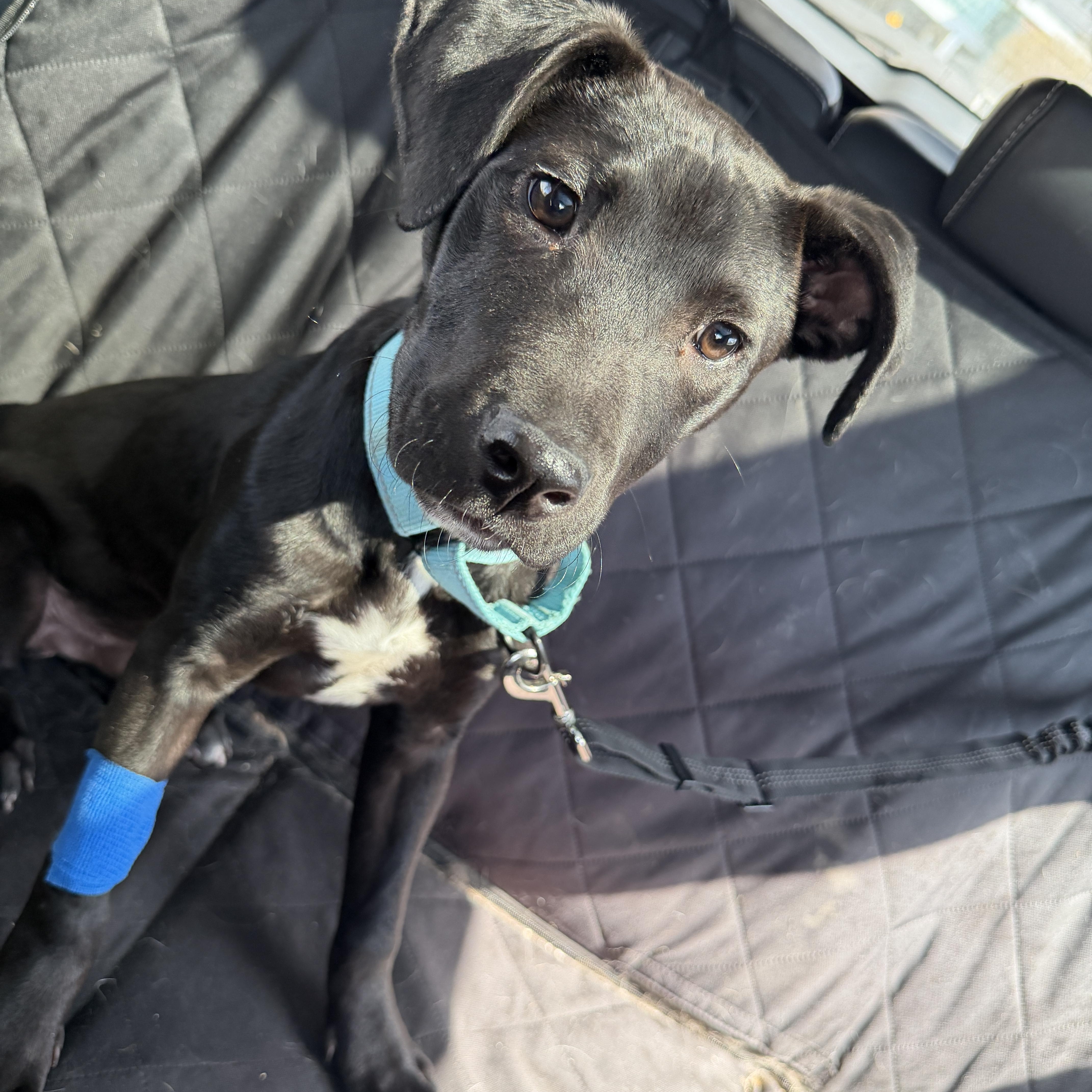 A baby medium-sized male Black American Staffordshire Terrier dog named Sax for adoption in Houston, TX