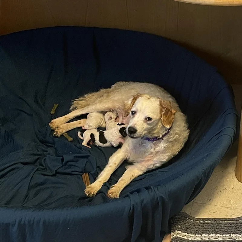 An adult small-sized female White / Cream Poodle dog named Creme Brulee for adoption in Austin, TX