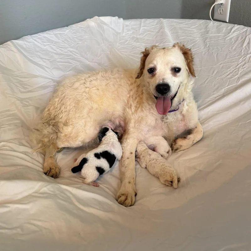 Creme Brulee thumbnail 2