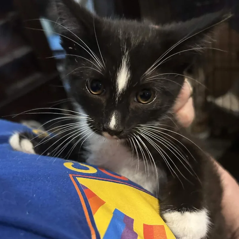 A baby small-sized male Black Domestic Short Hair cat named Oboe for adoption in Johnstown, PA