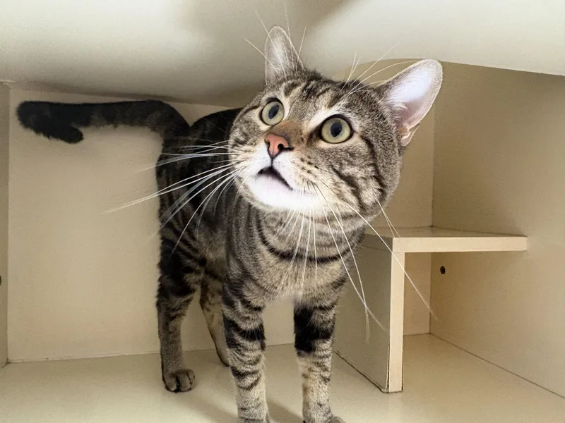 An adult large-sized male Tabby (Brown / Chocolate) Domestic Short Hair cat named Beau for adoption in Hays, KS