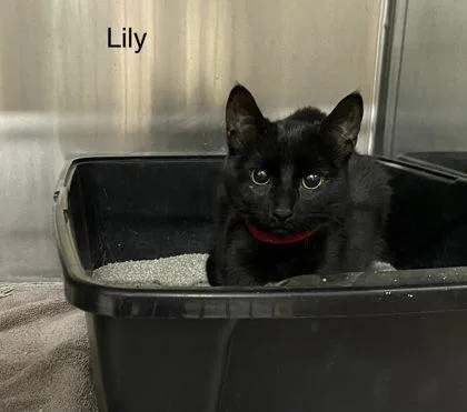 A young small-sized female Domestic Short Hair cat named Lily for adoption in Hobart, IN