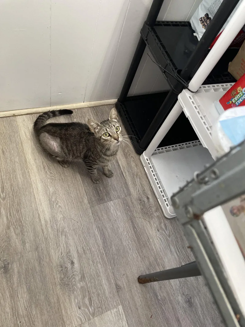A young small-sized female Domestic Short Hair cat named Shila for adoption in Trenton, NJ