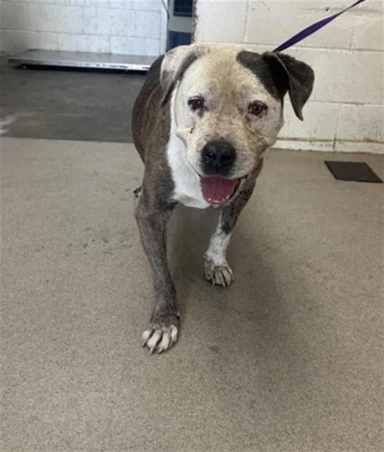 A senior medium-sized female Pit Bull Terrier dog named Moochie for adoption in San Bernardino, CA