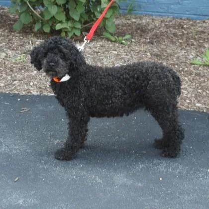 Pepper