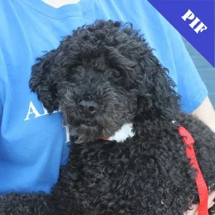 Pepper thumbnail 2
