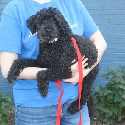 Pepper thumbnail 3