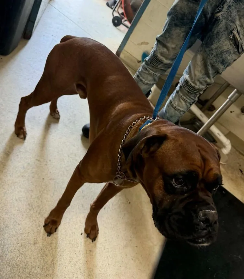 A young large-sized male Boxer dog named Carsar for adoption in Albany, GA