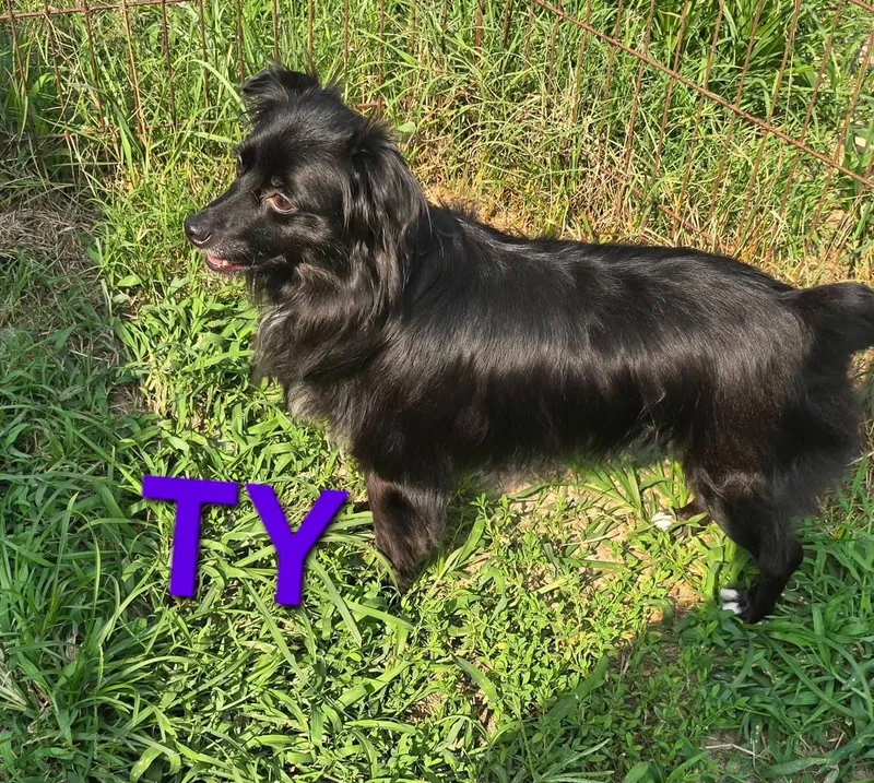 Ty