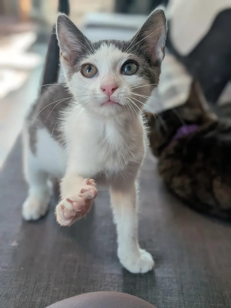 A baby medium-sized female Gray & White Domestic Short Hair cat named Almond for adoption in Lancaster, PA