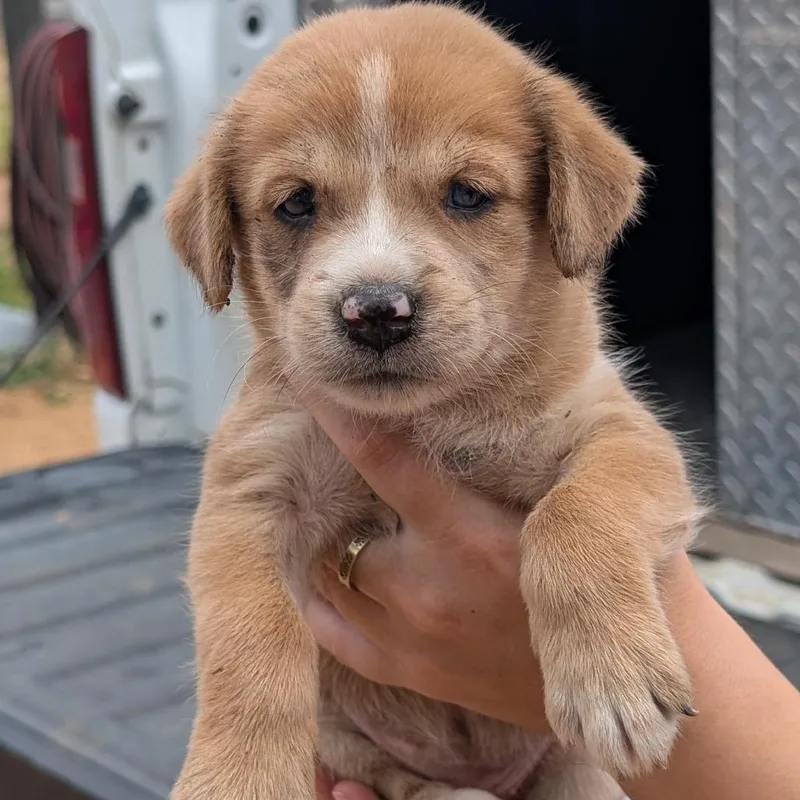 A baby medium-sized female Yellow / Tan / Blond / Fawn Hound dog named Flower for adoption in Fredericksburg, TX