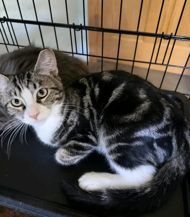 A baby medium-sized male Domestic Medium Hair cat named Phantom for adoption in Reno, NV