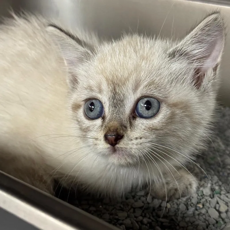 A baby small-sized female Cream / Ivory Domestic Short Hair cat named Gazelle for adoption in Shinnston, WV