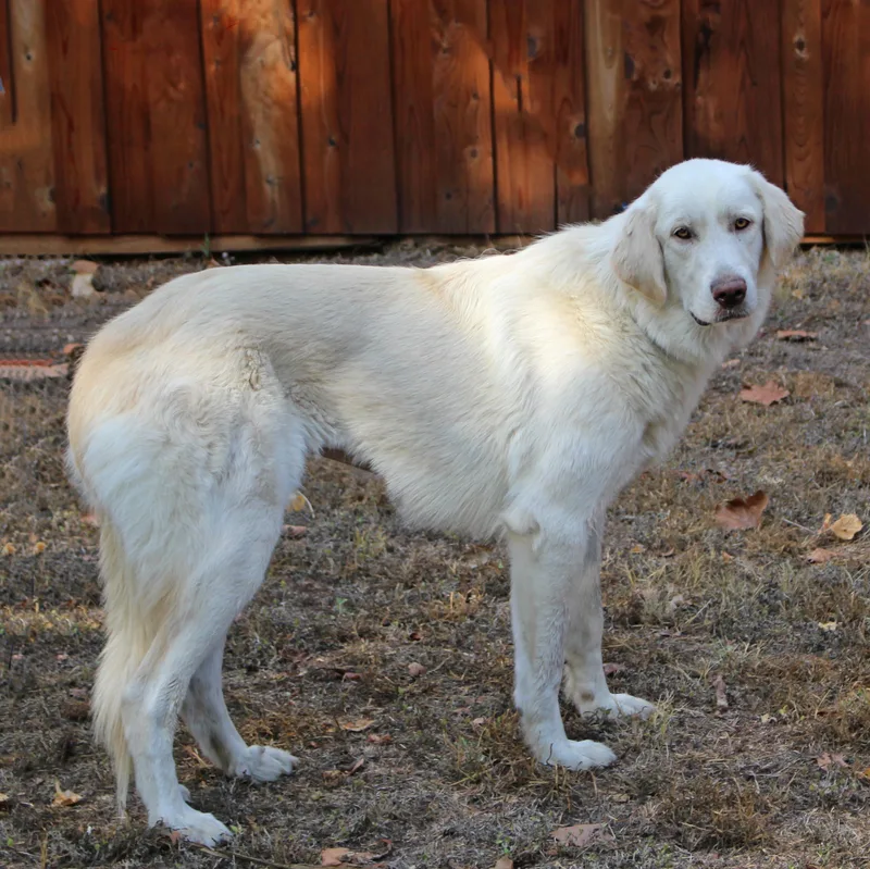 A young large-sized female White / Cream Great Pyrenees dog named MabelSimply gorgeous for adoption in Houston, TX