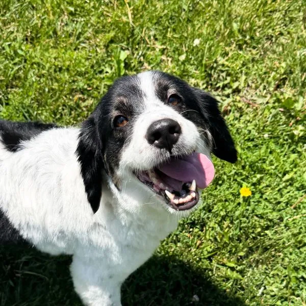 An adult medium-sized female English Springer Spaniel dog named Marshmallow Bonded Buddy for adoption in Des Moines, IA