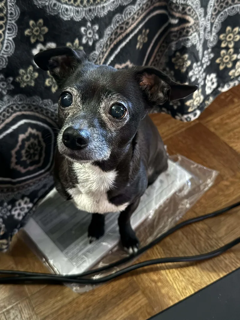 An adult small-sized female Black Chihuahua dog named Pony for adoption in Bostic, NC
