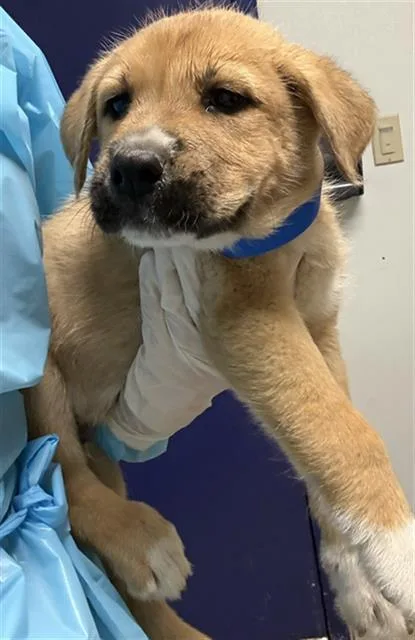 A baby small-sized male Terrier dog named Otto for adoption in Bakersfield, CA