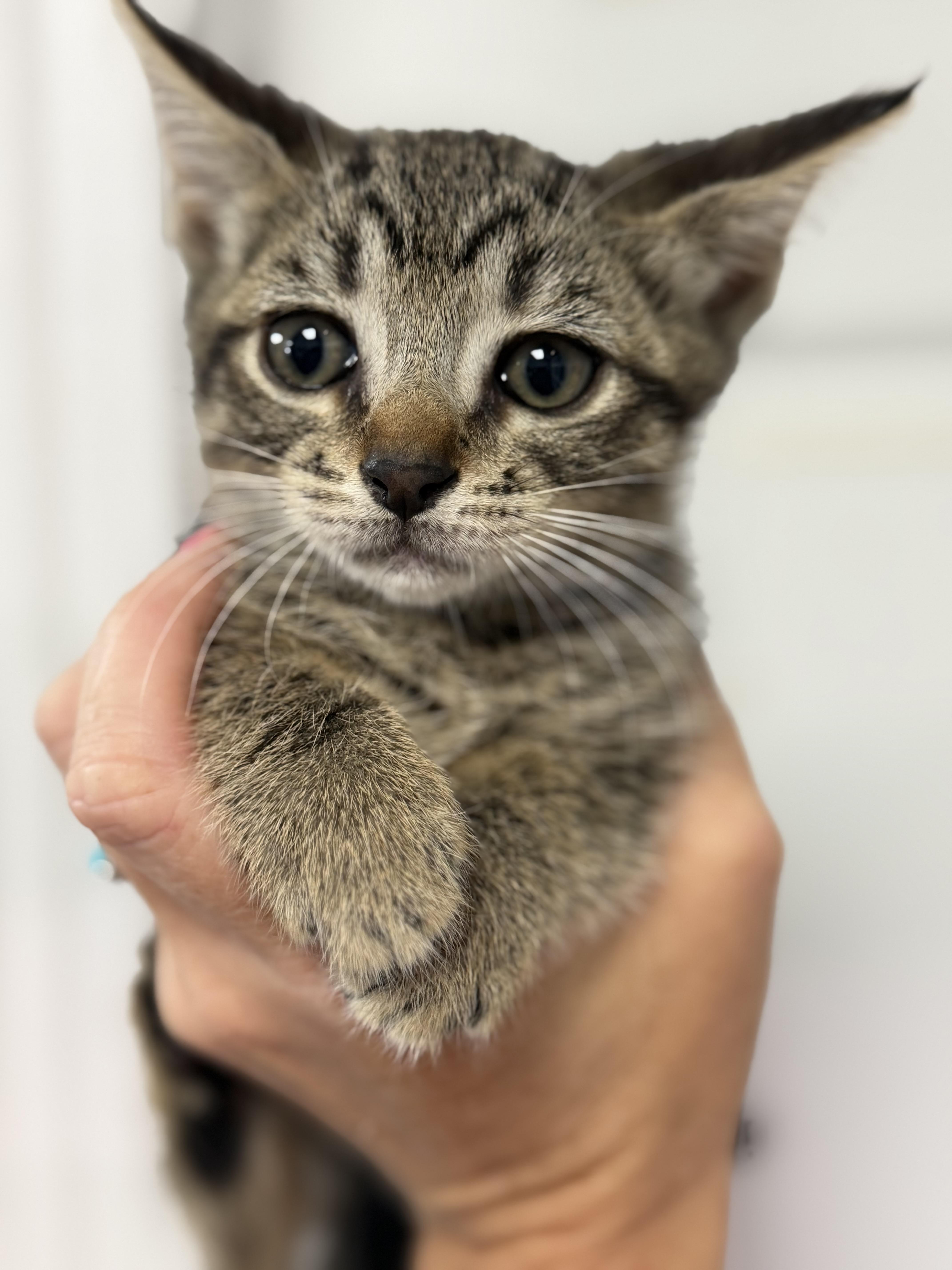 A baby medium-sized female Tabby (Brown / Chocolate) Tabby cat named Apple Jacks for adoption in Columbia, SC