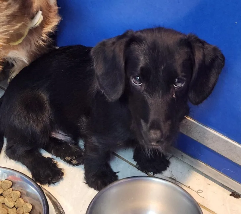 A young small-sized male Wirehaired Terrier dog named Tiny for adoption in Walnutport, PA