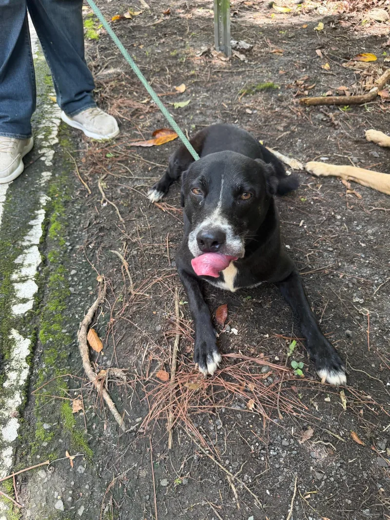 An adult medium-sized male Mixed Breed dog named Shadow for adoption in Bayamon, PR